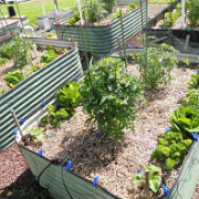 Turning rain into food - the benefits of vegetable raingardens